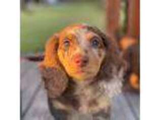 Dachshund Puppy for sale in Kiln, MS, USA