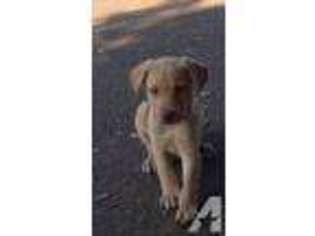 Labrador Retriever Puppy for sale in SANTA ROSA, CA, USA