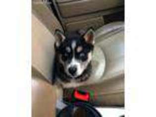 Siberian Husky Puppy for sale in Duncannon, PA, USA