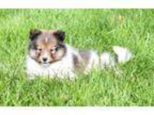 Shetland Sheepdog Puppy for sale in Wolcott, IN, USA