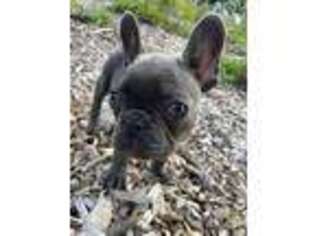 French Bulldog Puppy for sale in South Glastonbury, CT, USA
