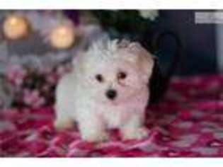 Maltese Puppy for sale in Youngstown, OH, USA