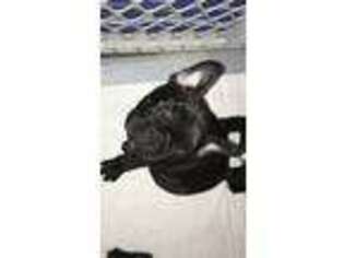 French Bulldog Puppy for sale in Blackwood, NJ, USA