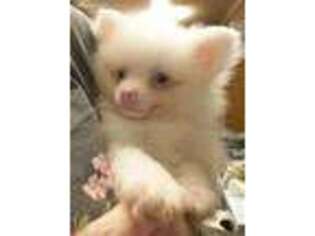 Pomeranian Puppy for sale in Richmond, VA, USA