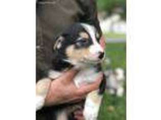 Australian Shepherd Puppy for sale in Champaign, IL, USA