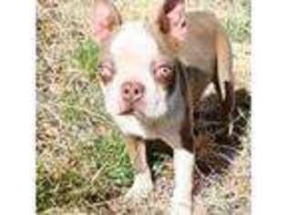 Boston Terrier Puppy for sale in Las Vegas, NM, USA