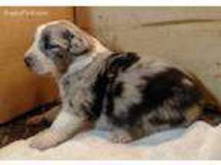 Australian Shepherd Puppy for sale in Rocky Mount, NC, USA