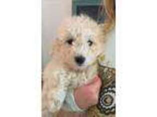 Goldendoodle Puppy for sale in Homer City, PA, USA