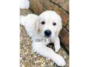 Mutt Puppy for sale in Hockley, TX, USA