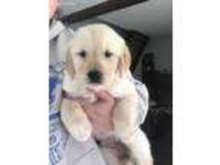 Golden Retriever Puppy for sale in Inola, OK, USA