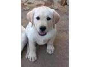 Labrador Retriever Puppy for sale in Nuevo, CA, USA
