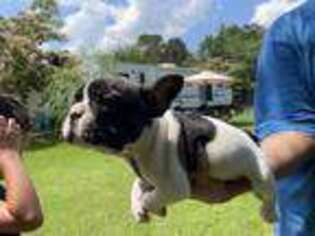French Bulldog Puppy for sale in Corsicana, TX, USA
