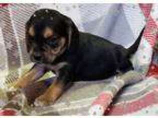 Puggle Puppy for sale in Bethel, PA, USA
