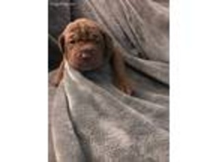 Neapolitan Mastiff Puppy for sale in Milbridge, ME, USA
