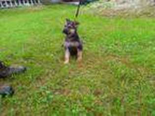 German Shepherd Dog Puppy for sale in Swan Lake, NY, USA