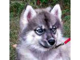 Siberian Husky Puppy for sale in De Soto, MO, USA