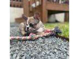 French Bulldog Puppy for sale in Sun Prairie, WI, USA