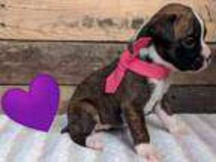 Boxer Puppy for sale in Forney, TX, USA