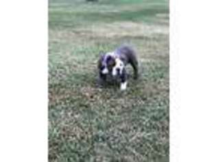 Bulldog Puppy for sale in Union Grove, AL, USA