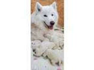 Samoyed Puppy for sale in Slippery Rock, PA, USA