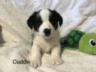 Cardigan Welsh Corgi Puppy for sale in Cheyenne, WY, USA