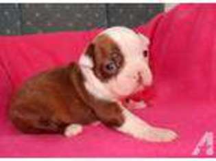 Boston Terrier Puppy for sale in WEATHERFORD, TX, USA
