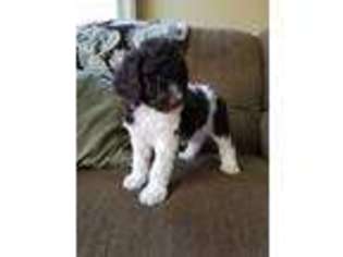Mutt Puppy for sale in Thayer, IN, USA