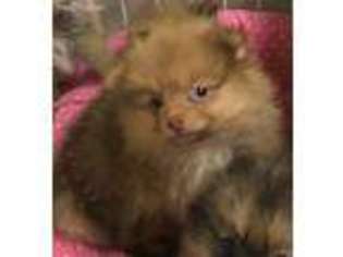 Pomeranian Puppy for sale in Northport, AL, USA