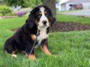 Bernese Mountain Dog Puppy for sale in Lancaster, PA, USA