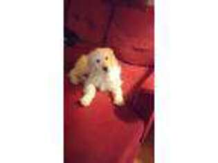 Goldendoodle Puppy for sale in Applegate, MI, USA