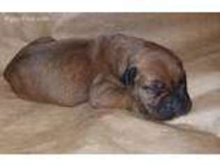 Bullmastiff Puppy for sale in Strafford, MO, USA