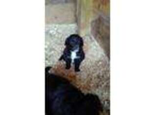 Mutt Puppy for sale in New Oxford, PA, USA