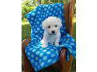Bichon Frise Puppy for sale in Accident, MD, USA