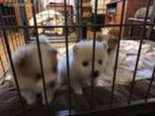 Pomeranian Puppy for sale in Burden, KS, USA