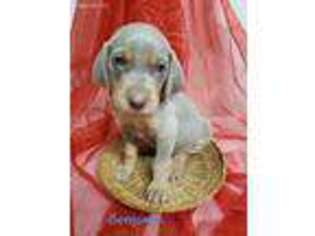 Weimaraner Puppy for sale in Woodville, TX, USA