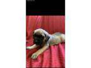 Mastiff Puppy for sale in Farmington, WV, USA