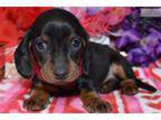 Dachshund Puppy for sale in Colorado Springs, CO, USA