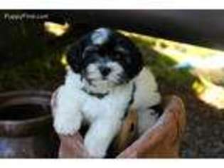 Havanese Puppy for sale in Marion, AL, USA