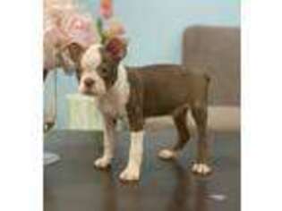 Boston Terrier Puppy for sale in Lawrenceville, GA, USA