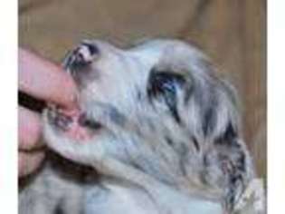 Australian Shepherd Puppy for sale in BIGFORK, MT, USA