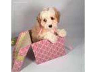 Cavachon Puppy for sale in Rochester, NY, USA