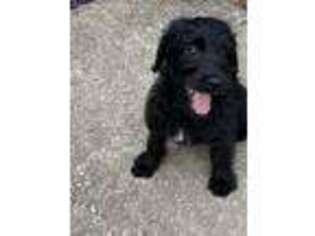 Labradoodle Puppy for sale in Spring Hill, FL, USA