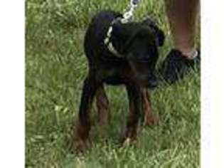 Doberman Pinscher Puppy for sale in Lima, OH, USA