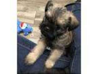 Brussels Griffon Puppy for sale in Brooks, GA, USA