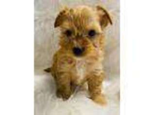 Yorkshire Terrier Puppy for sale in Palm Coast, FL, USA
