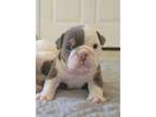 Bulldog Puppy for sale in Batesville, AR, USA