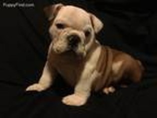 Bulldog Puppy for sale in Oneida, KY, USA