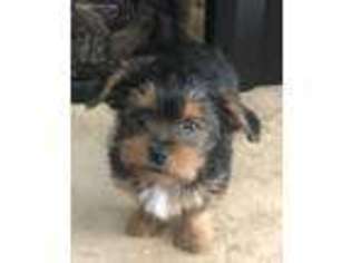 Yorkshire Terrier Puppy for sale in Concord, CA, USA