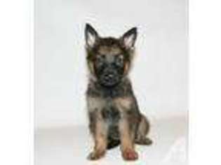 German Shepherd Dog Puppy for sale in ORLANDO, FL, USA