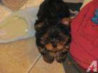 Yorkshire Terrier Puppy for sale in CORBIN, KY, USA